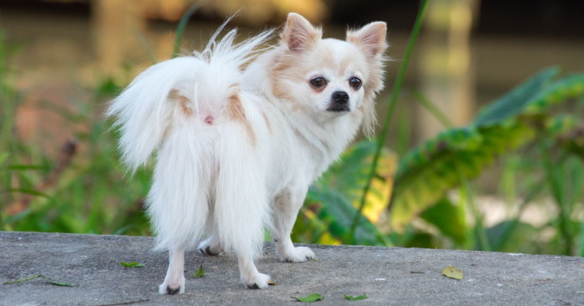 A glândula adanal no cachorro ajuda a lubrificar e tem papel na marcação de território