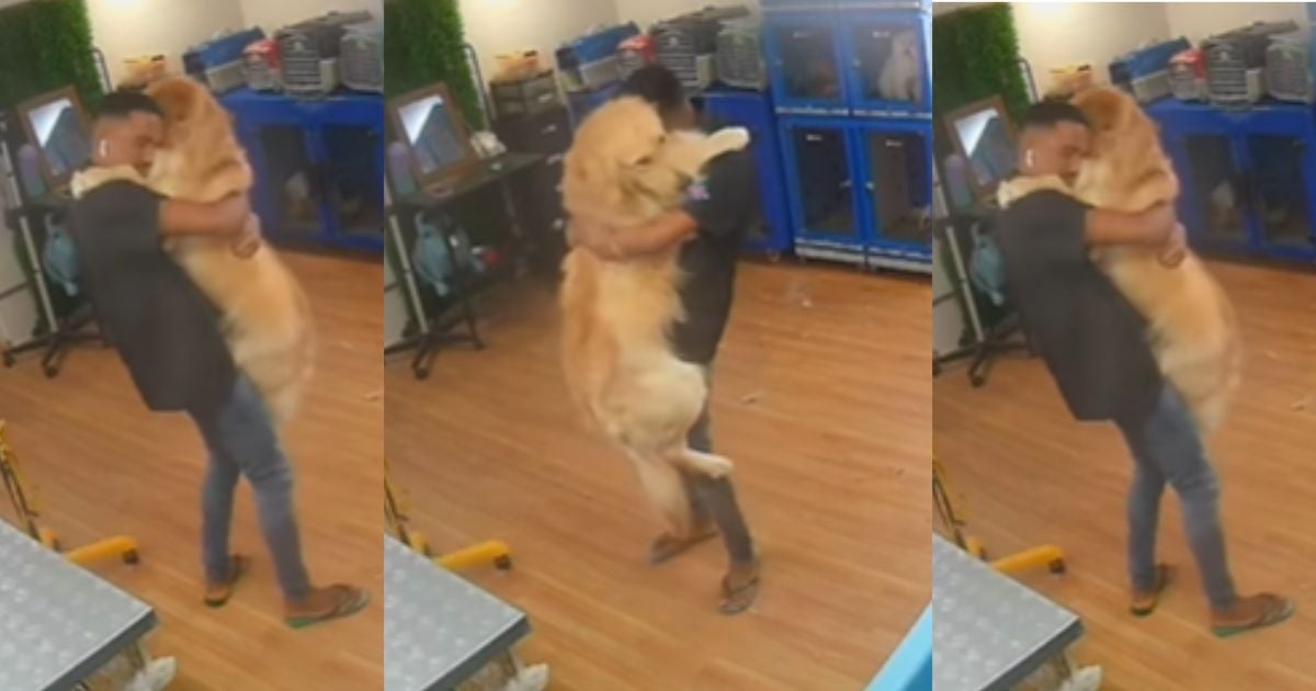 O Golden Retriever recebeu um cuidado especial do tosador (Créditos: Instagram/@litoralpett)