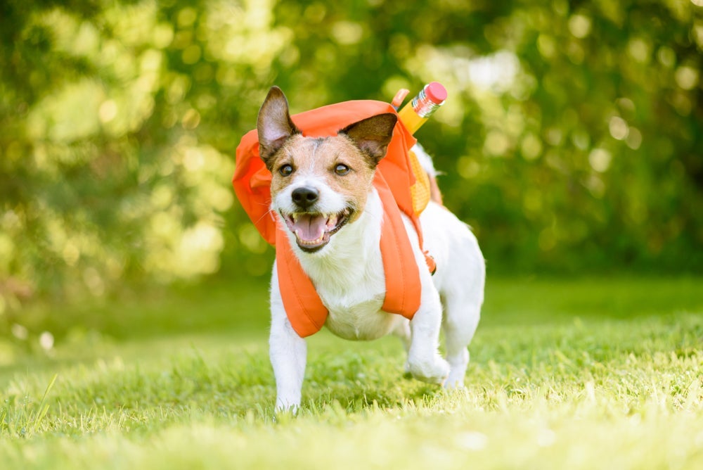 Hotel para cachorro X creche para cachorro: veja neste infográfico as vantagens e diferenças entre cada serviço