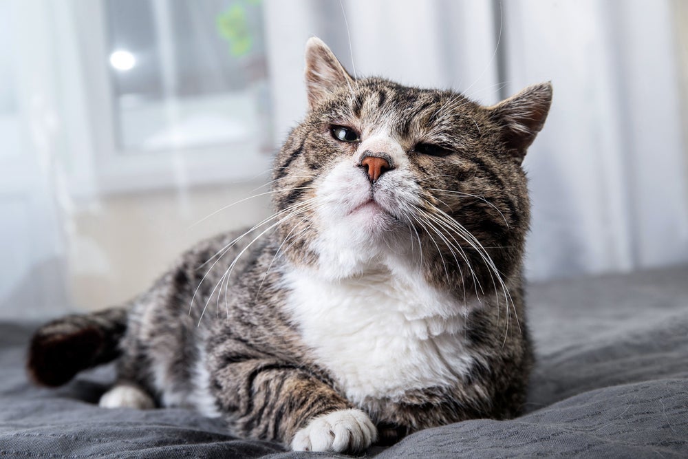 A intoxicação em gatos pode ser fatal, dependendo do remédio administrado e da dosagem