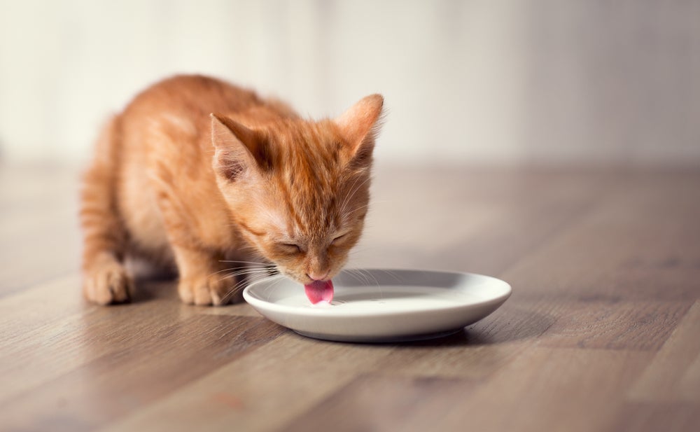 O leite para gato filhote é a principal fonte de nutrientes na fase inicial da vida do bichano