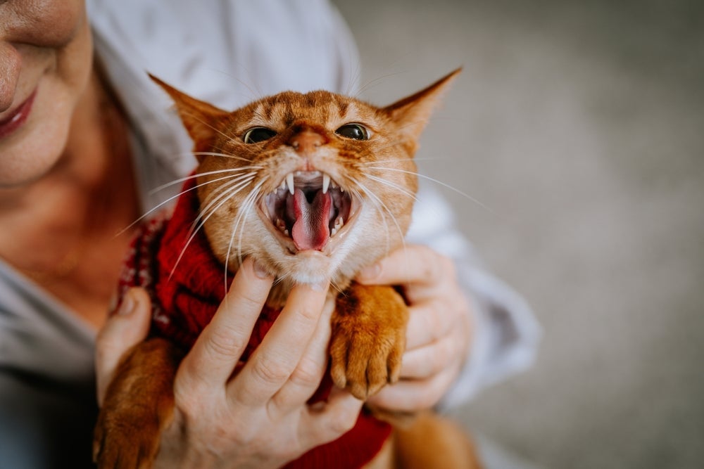 Entenda o que os miados de gato podem dizer sobre o humor do animal