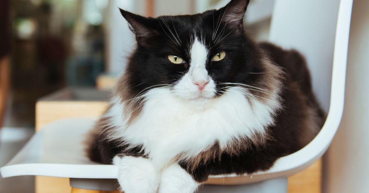 Os nomes para gatos preto e branco podem ter várias referências