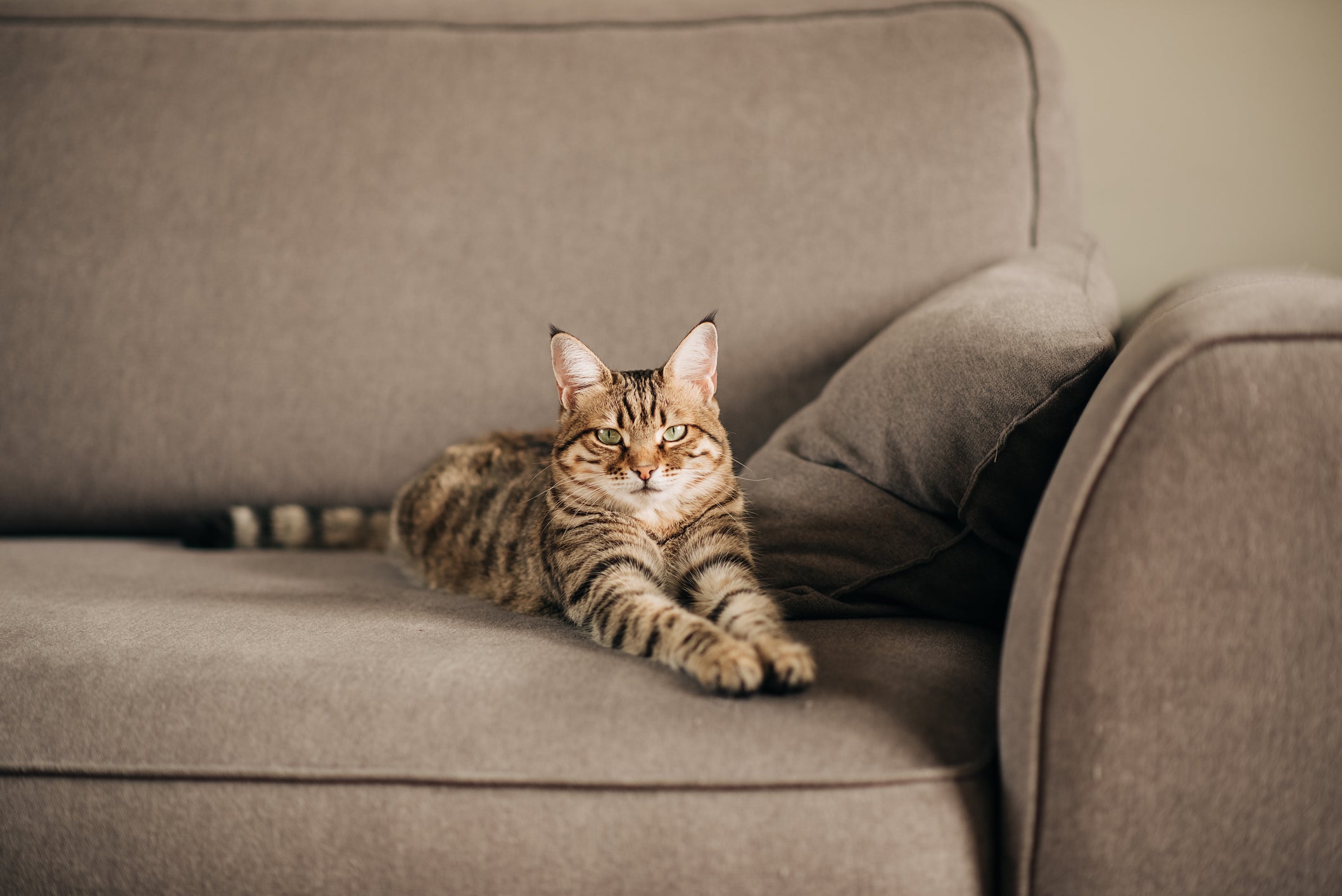 O gato malhado apresenta uma mancha em formato de “M” na testa 