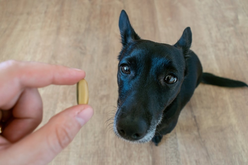  Ômega 3 para cachorro pode ser oferecido em cápsulas e na comida do pet 