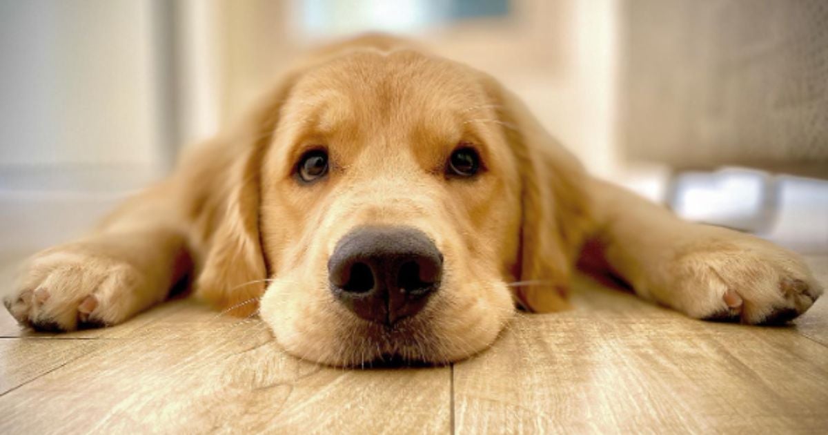 O Golden Retriever Joca infelizmente faleceu por causa de uma parada cardiorrespiratória (Créditos: Instagram/jocagoldenr)
