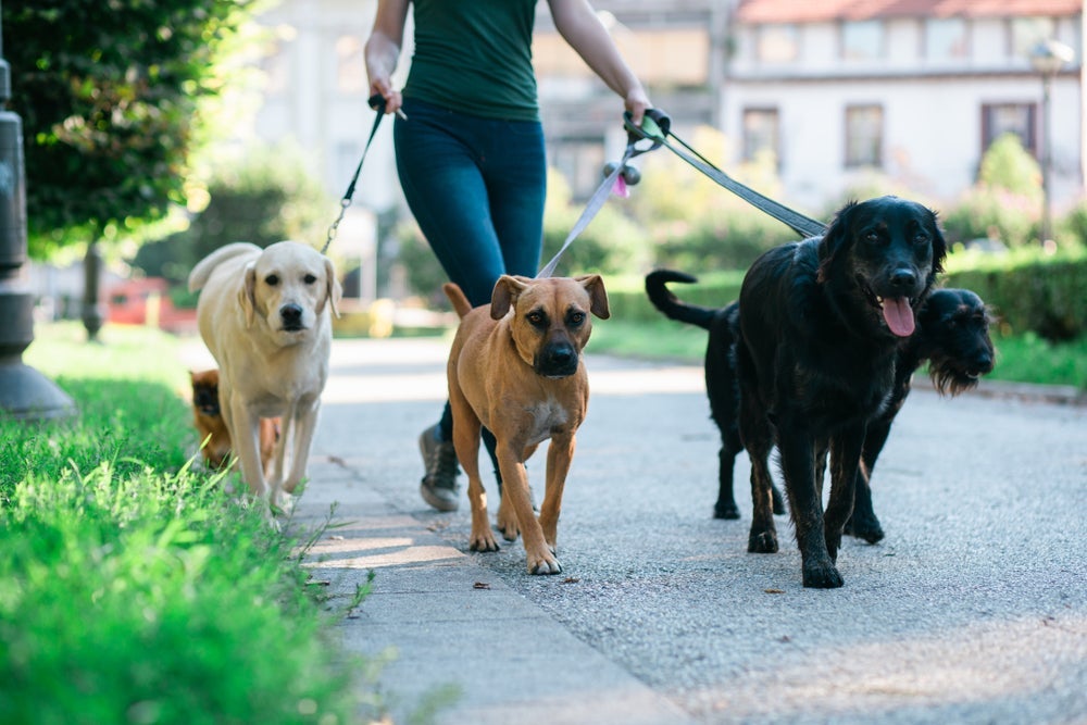 Passeador de cachorro: dicas de como escolher o melhor dog walker (com infográfico)