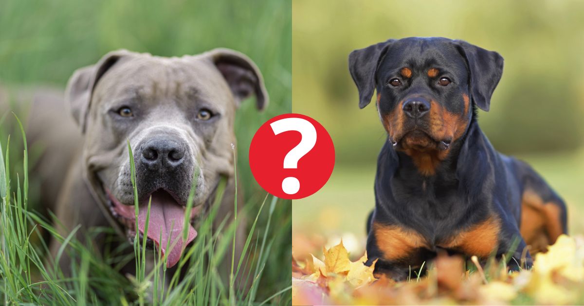 O Pitbull e o Rottweiler são cães com uma força incrível, mas não desbancam o cachorro com a mordida mais forte do mundo
