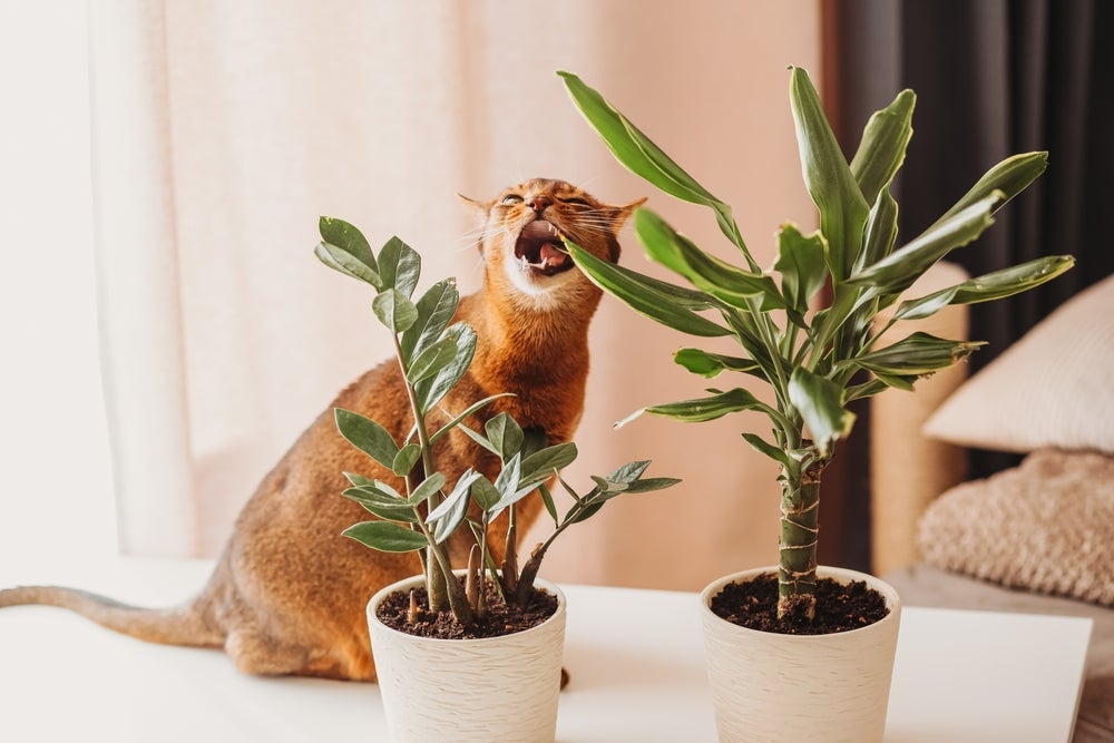 Há diferentes tipos de plantas venenosas para gatos que podem debilitar significativamente o organismo dos pets