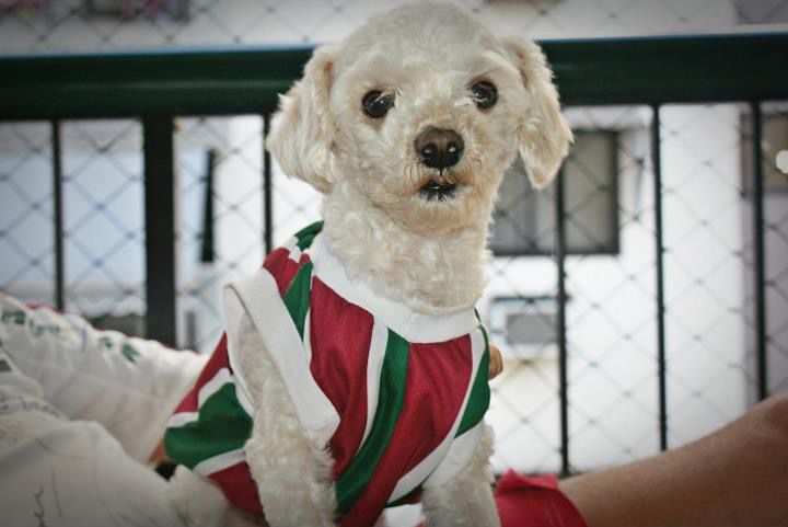 O Poodle já foi muito popular, e tem tudo para reconquistar os brasileiros (Créditos: Nayanne Louise)