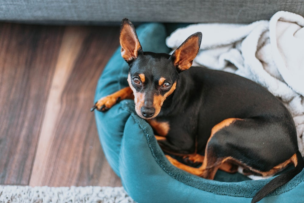 A expectativa de quantos anos vive um Pinscher aumenta se ele receber os cuidados certos com a saúde e bem-estar