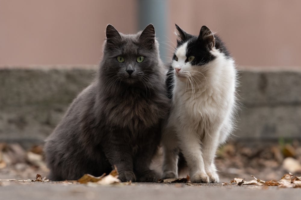 As diferentes raças de gato têm características bem particulares
