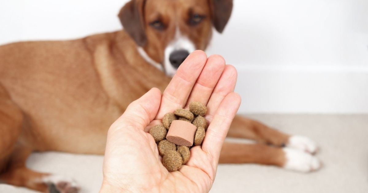As opções de remédio para verme de cachorro são variadas e, por isso, é bom ter orientação profissional