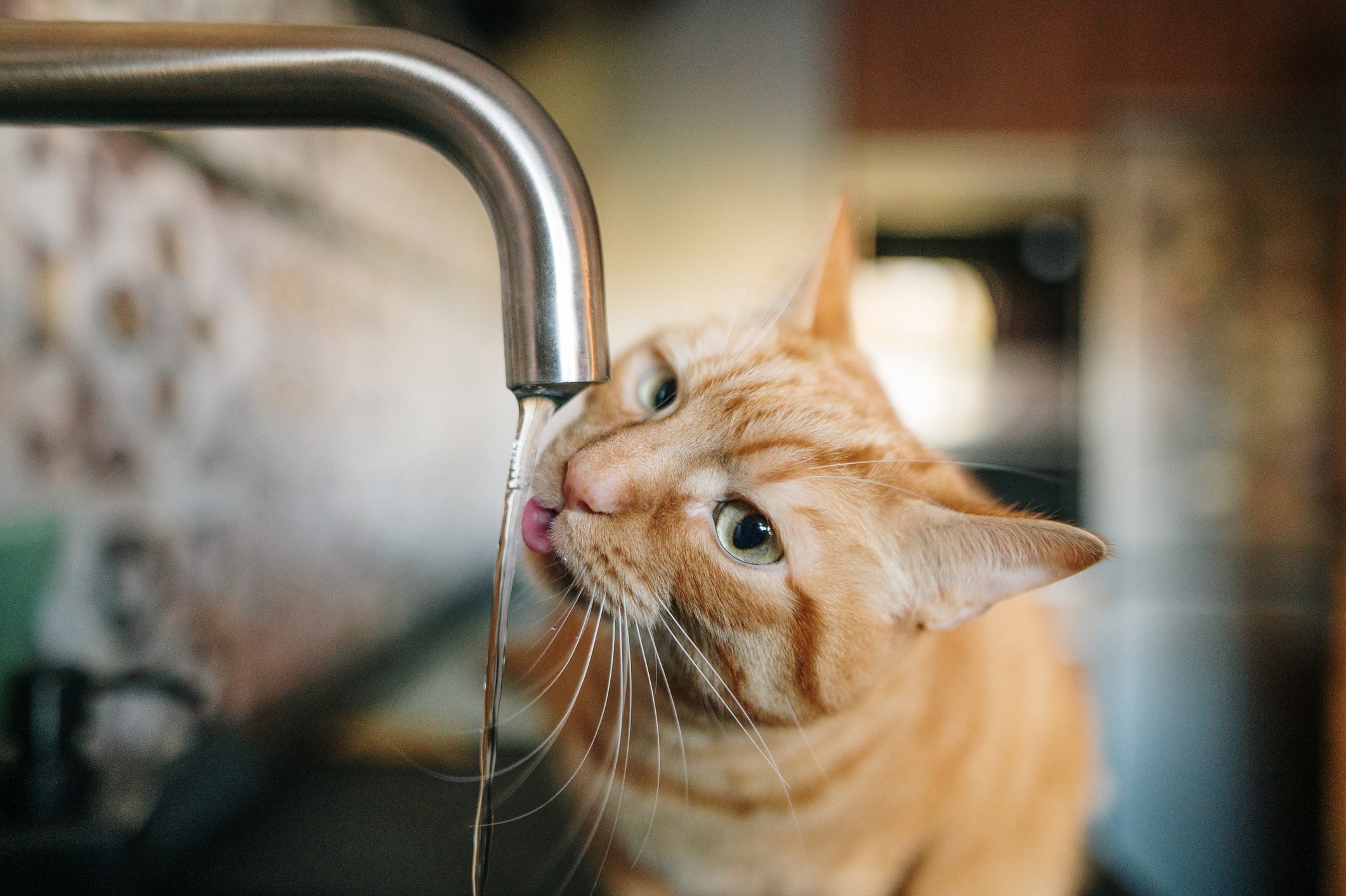 Seu gato não bebe água? Confira essa dica simples para deixar o bichano hidratado e saudável 