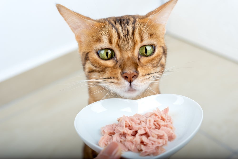 O sachê para gatos possui grande quantidade de água, e isso ajuda a prevenir doenças renais