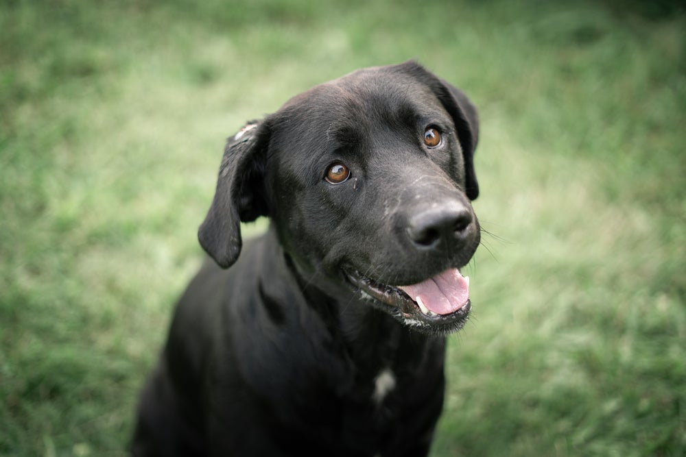 Sonhar com cachorro pode ter diferentes interpretações