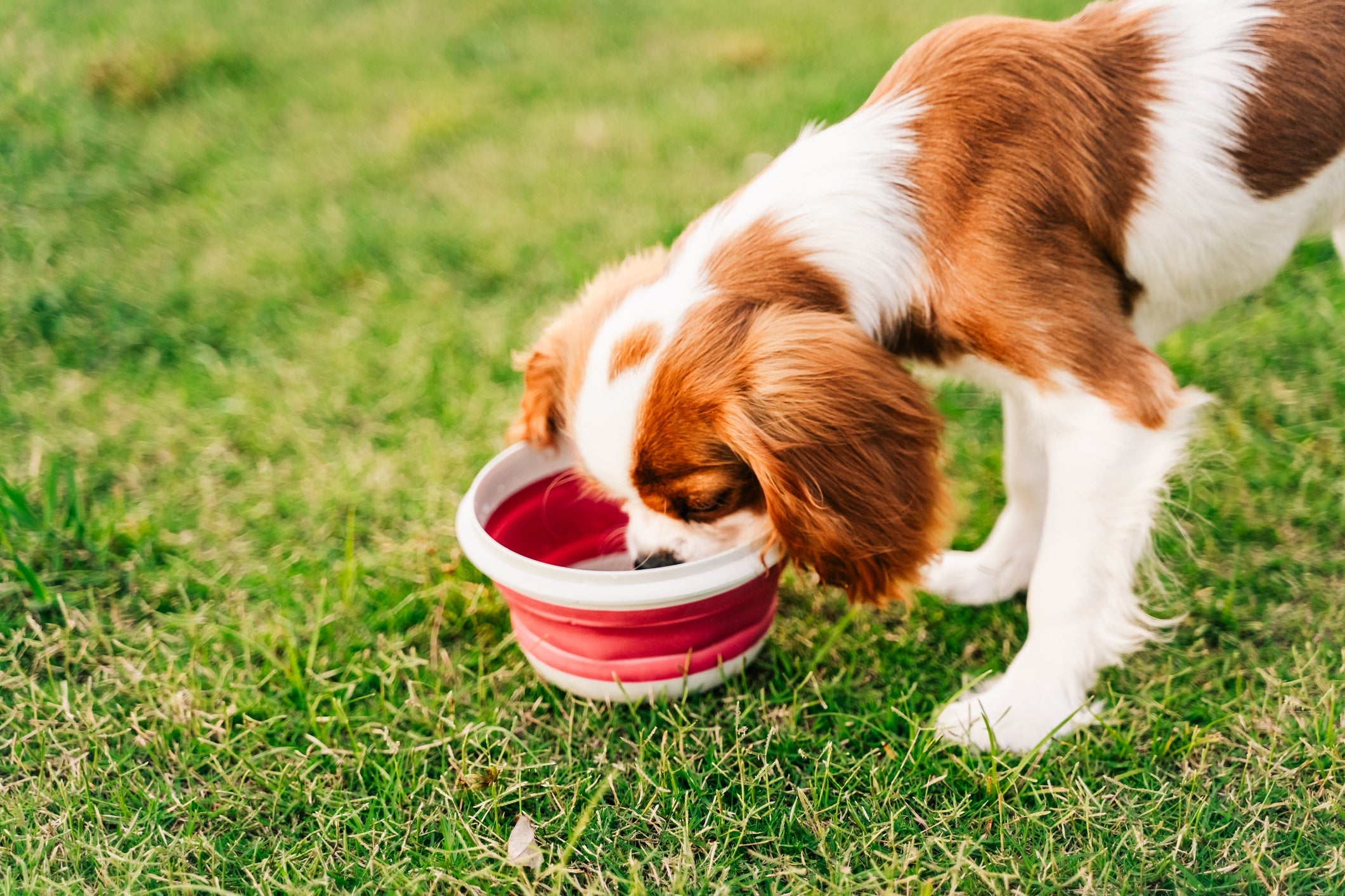 A tigela gelada para pets é ideal para dias mais quentes