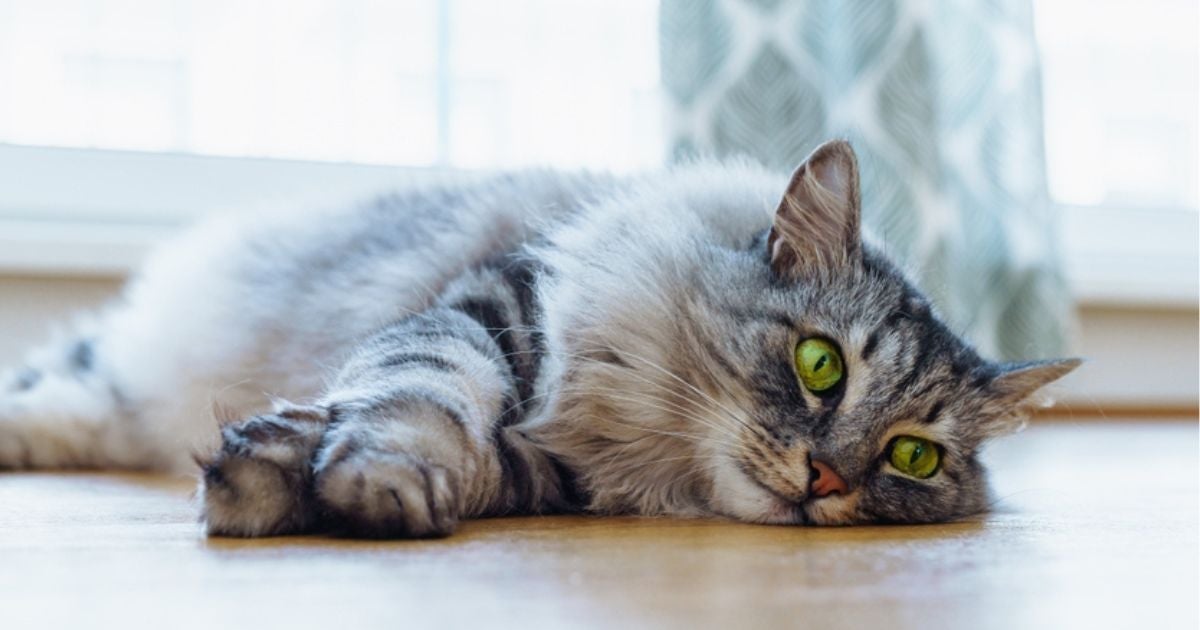 O verme de gato pode se manifestar de diferentes maneiras