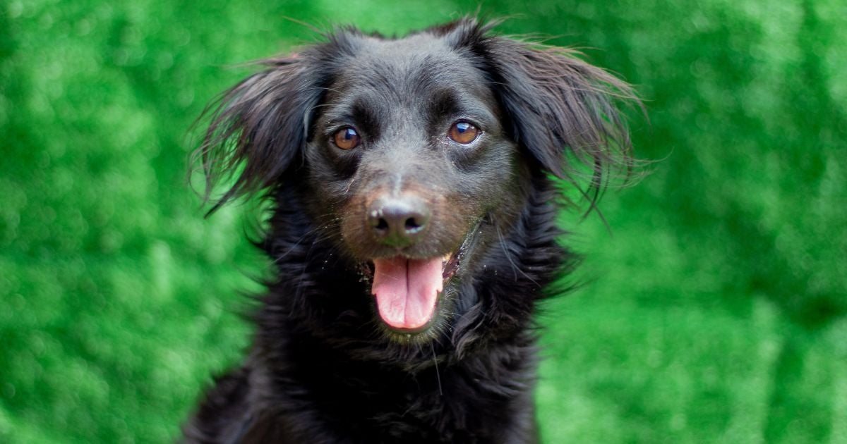 Cachorro peludo: conheça alguns vira-latas que conquistam o coração de qualquer um com tanta fofura (Créditos: AAANO)