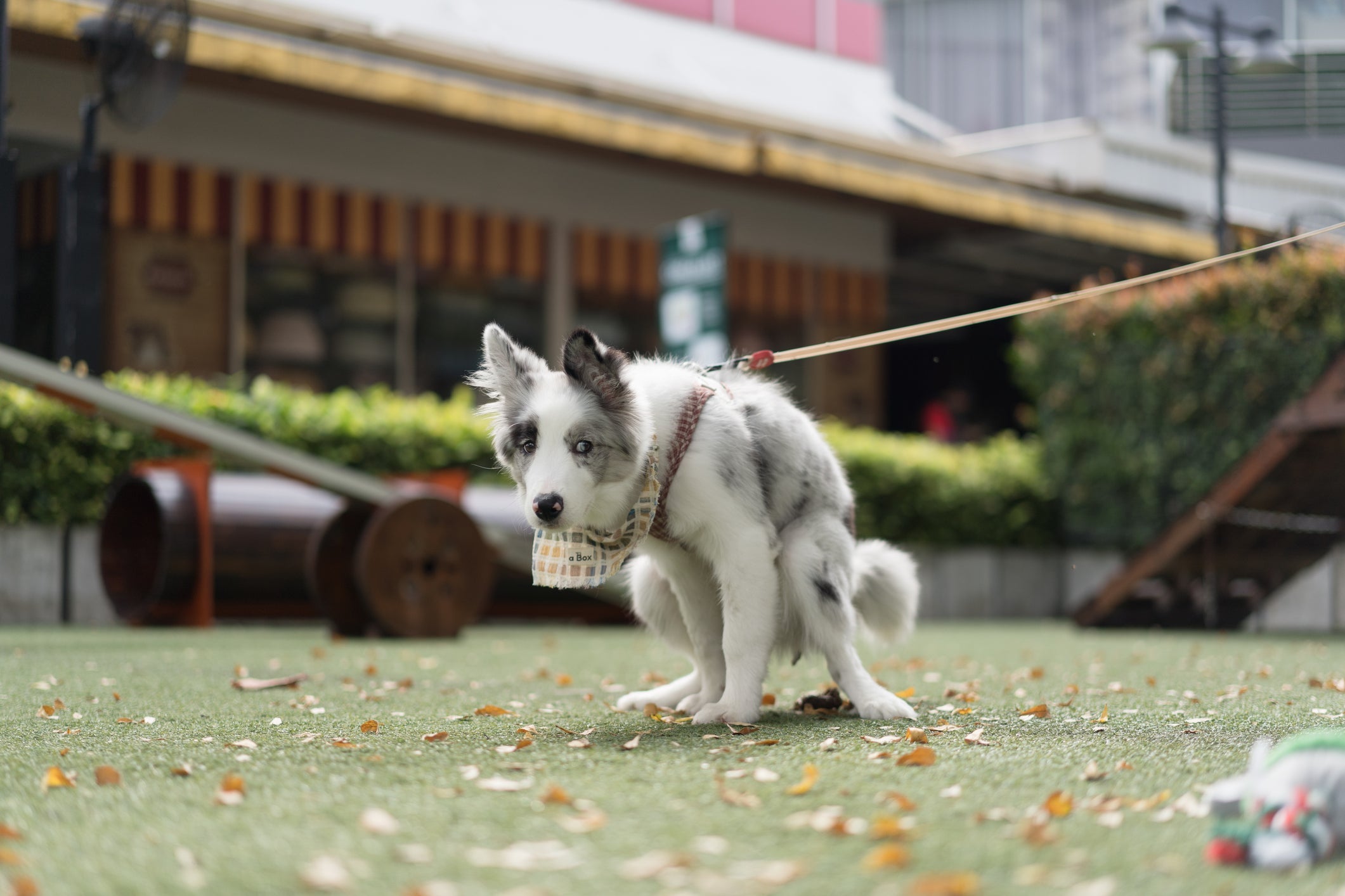 Descubra por que os cachorros giram antes de fazer cocô 