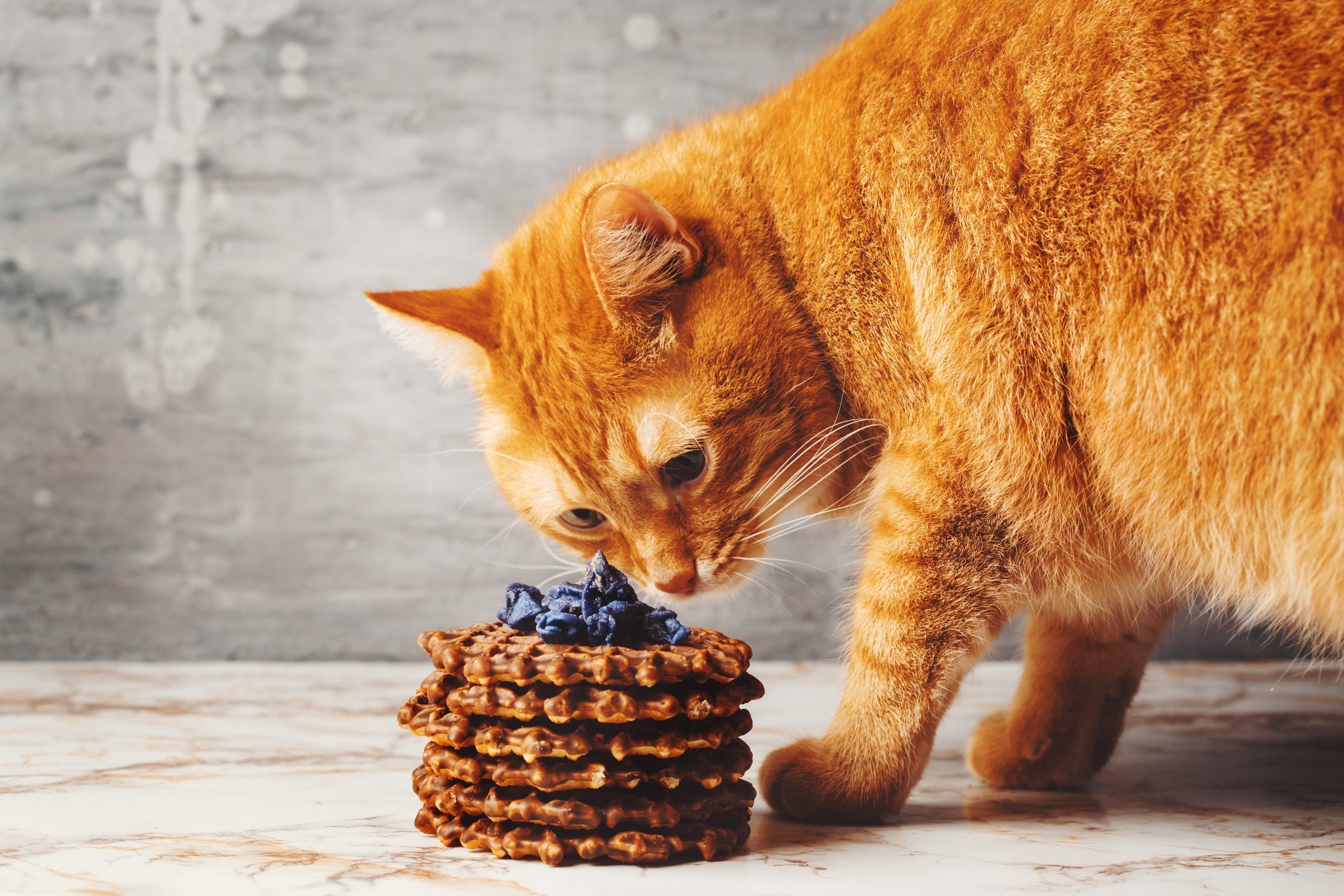 Confira quais são os alimentos que deve ser mantidos bem longe do seu gato