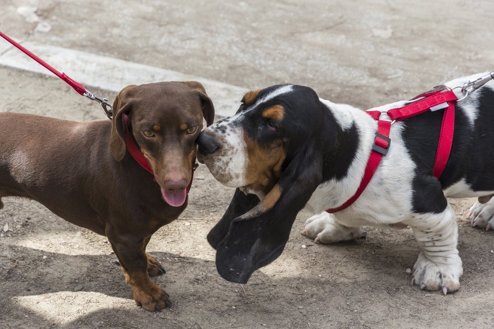 Basset Hound e cachorro Dachshund são exemplos de cachorros rebaixados