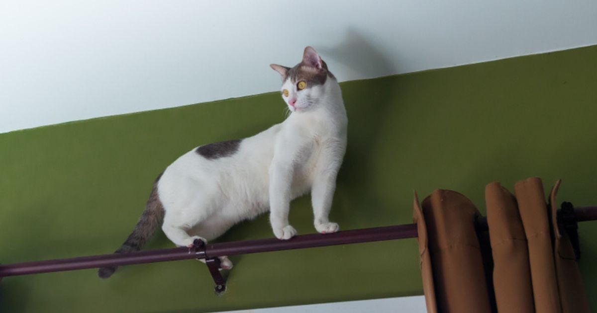 O equilíbrio dos gatos e a noção espacial acontecem graças a um órgão muito importante