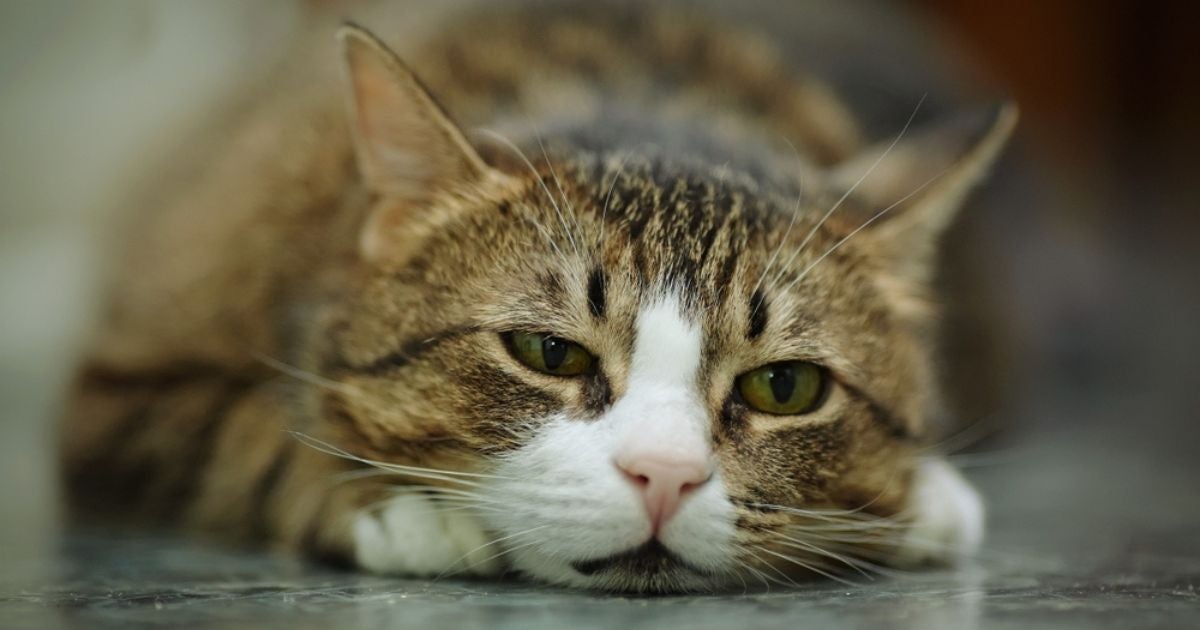 Um sintoma comum nos gatos pode virar um grande problema a longo prazo