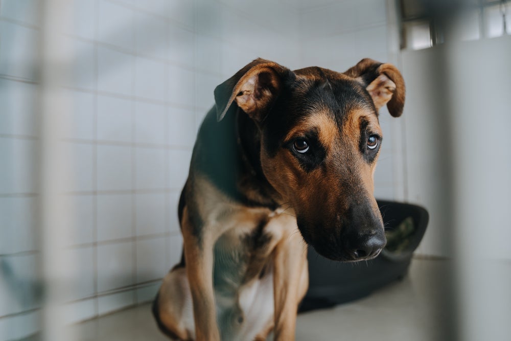 O porte do cachorro influencia na probabilidade de desenvolvimento de câncer