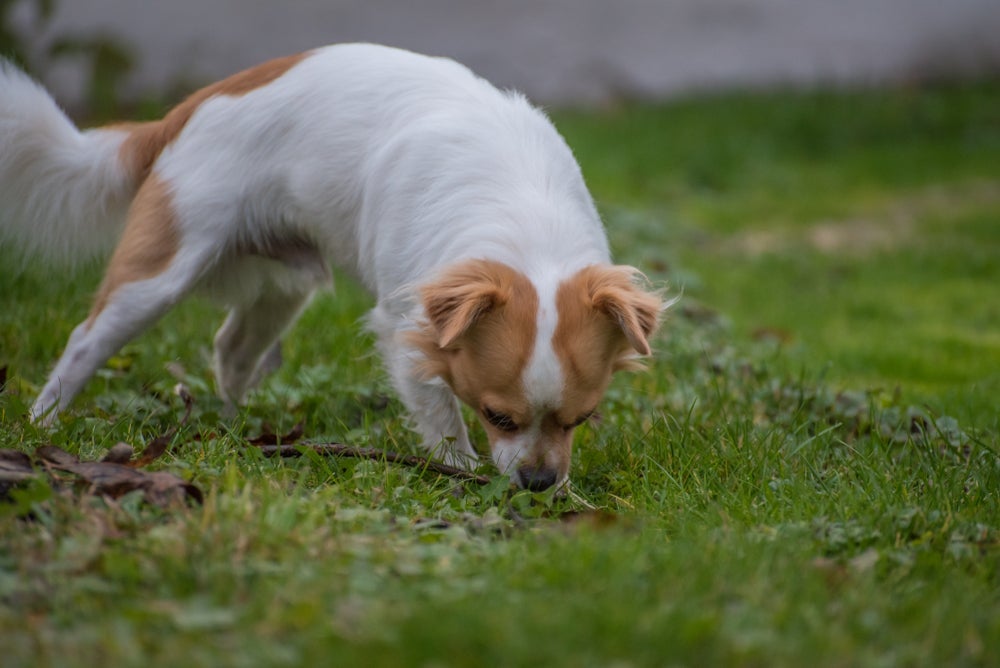 O cachorro comendo cocô pode precisar de atenção