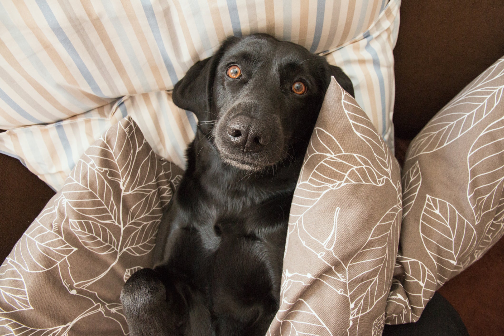 Saiba como identificar quando o cachorro está entediado pelo comportamento dele
