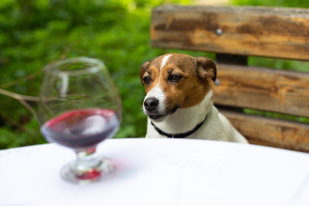 Será que cachorro pode tomar refrigerante ou não? Descubra a resposta