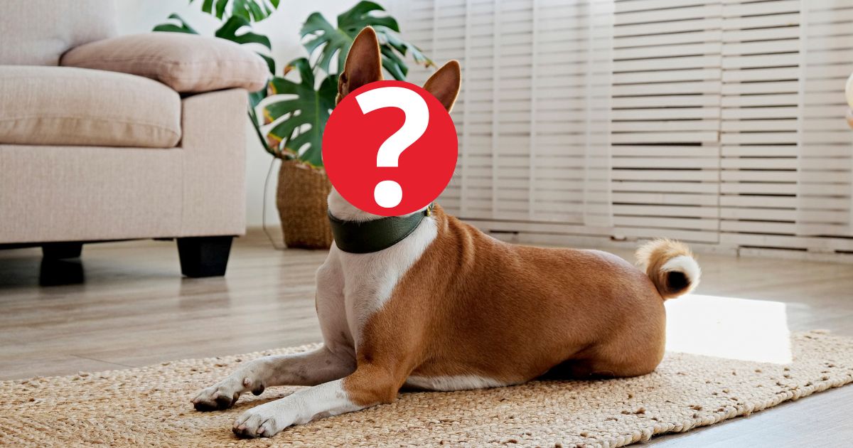 Existe uma raça de cachorro que não late e que se comunica de maneira peculiar