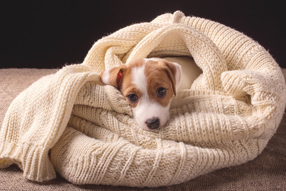 O cachorro sente frio quando a temperatura baixa e precisa de cuidados especiais