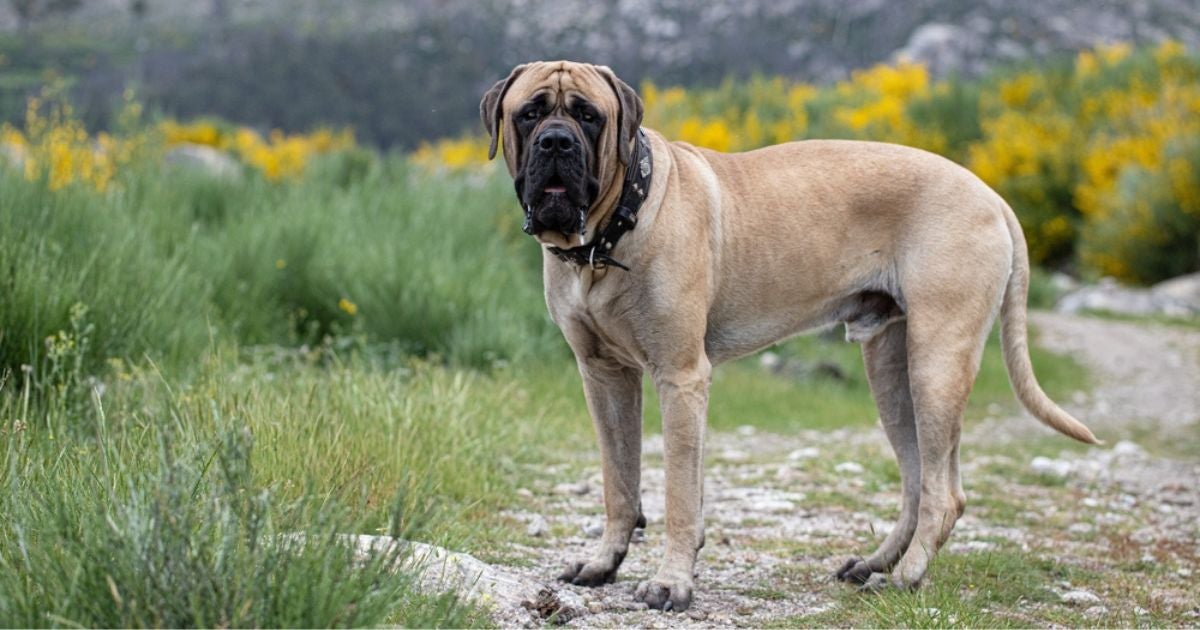 Os cachorros com a mordida mais forte do mundo podem te surpreender
