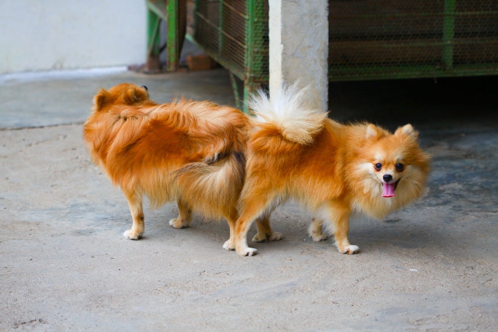 Os cachorros grudados depois do acasalamento tem uma explicação biológica