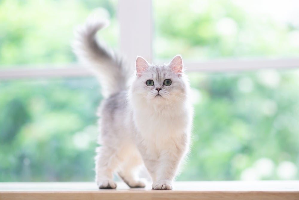 O comportamento do gato pode revelar muito sobre a saúde dele