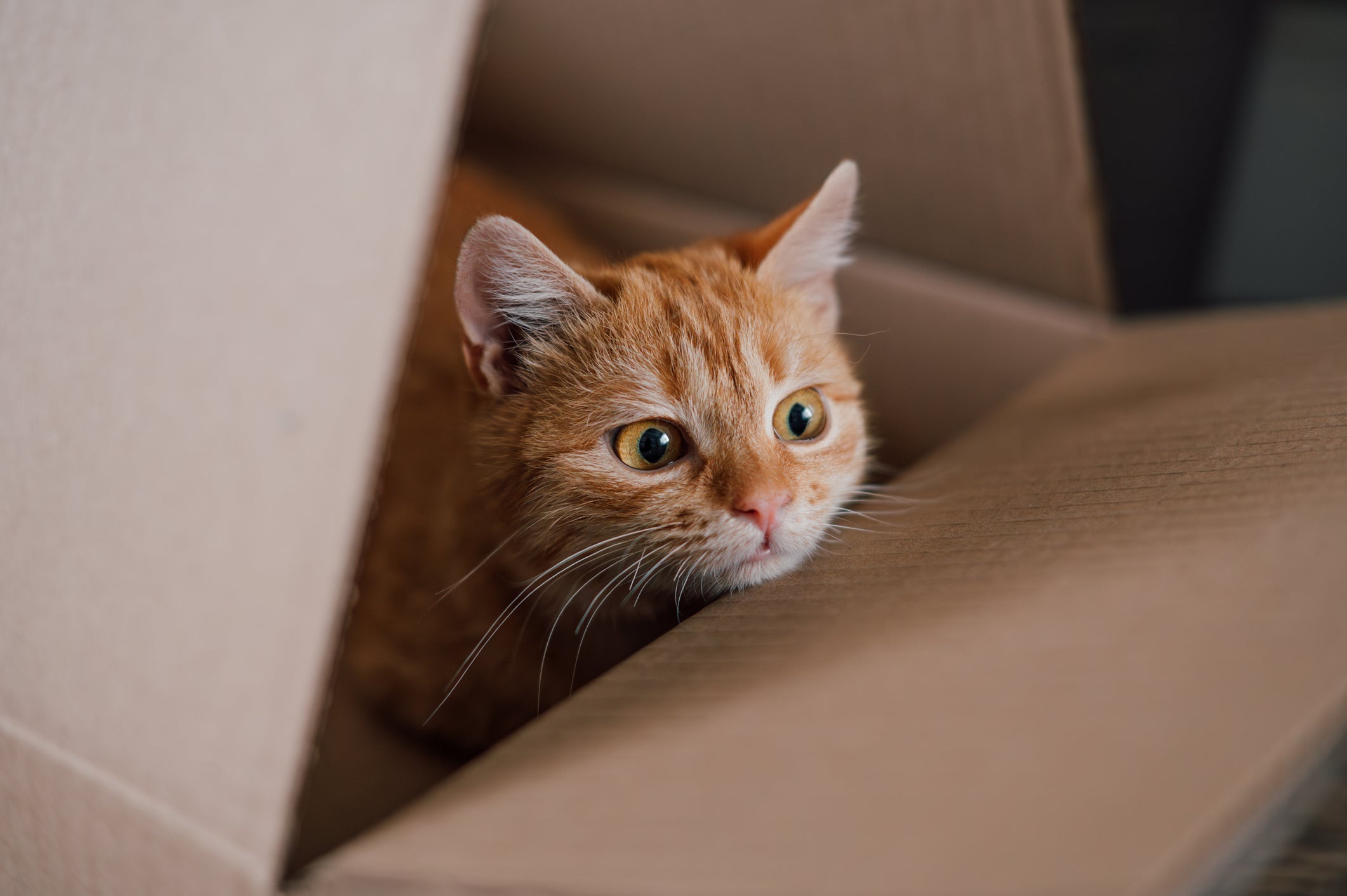 As sacolas e caixas de papelão são um refúgio para os gatos