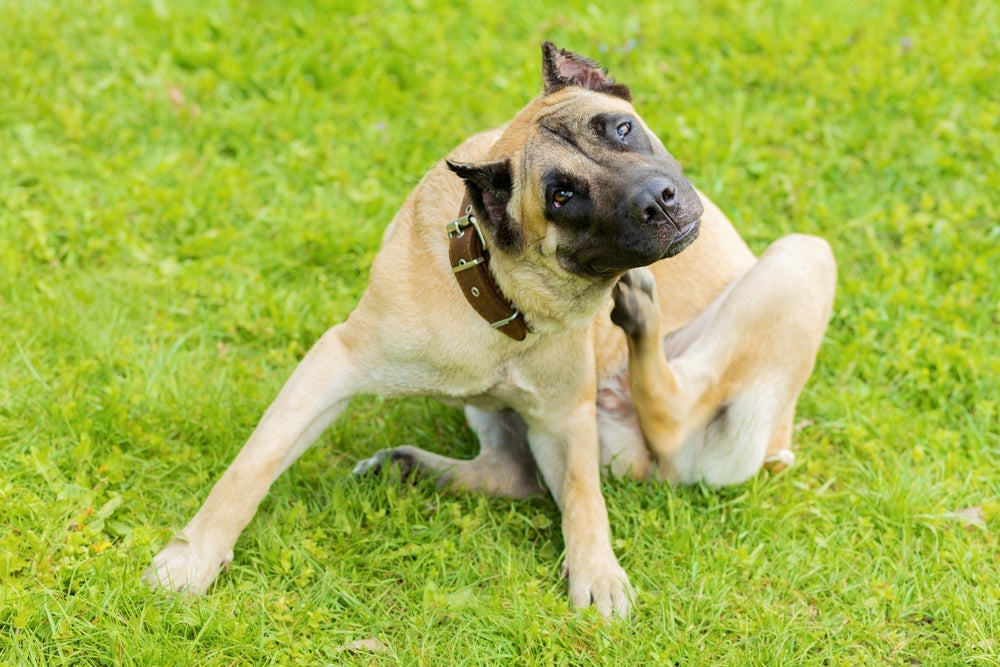 Para acabar com carrapato de cachorro de uma vez por todas, é importante seguir um truque infalível!