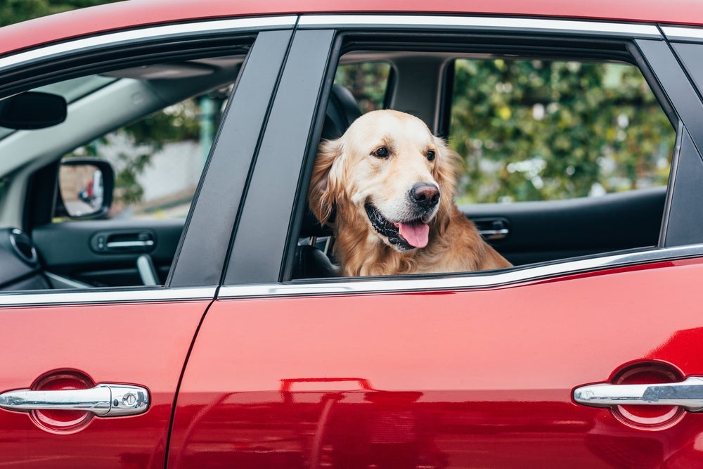 Antes de andar de carro com cachorro, é importante apostar em um acessório que vai deixar a viagem mais segura