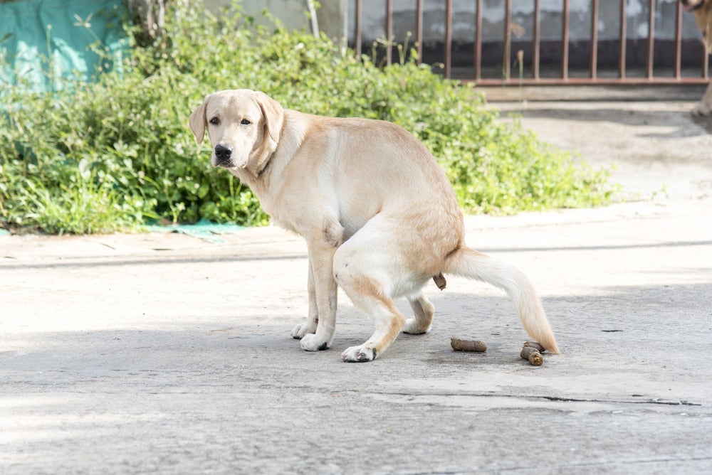 O cocô de cachorro deve ter uma coloração do marrom claro ao escuro, com consistência firme e sem revestimentos