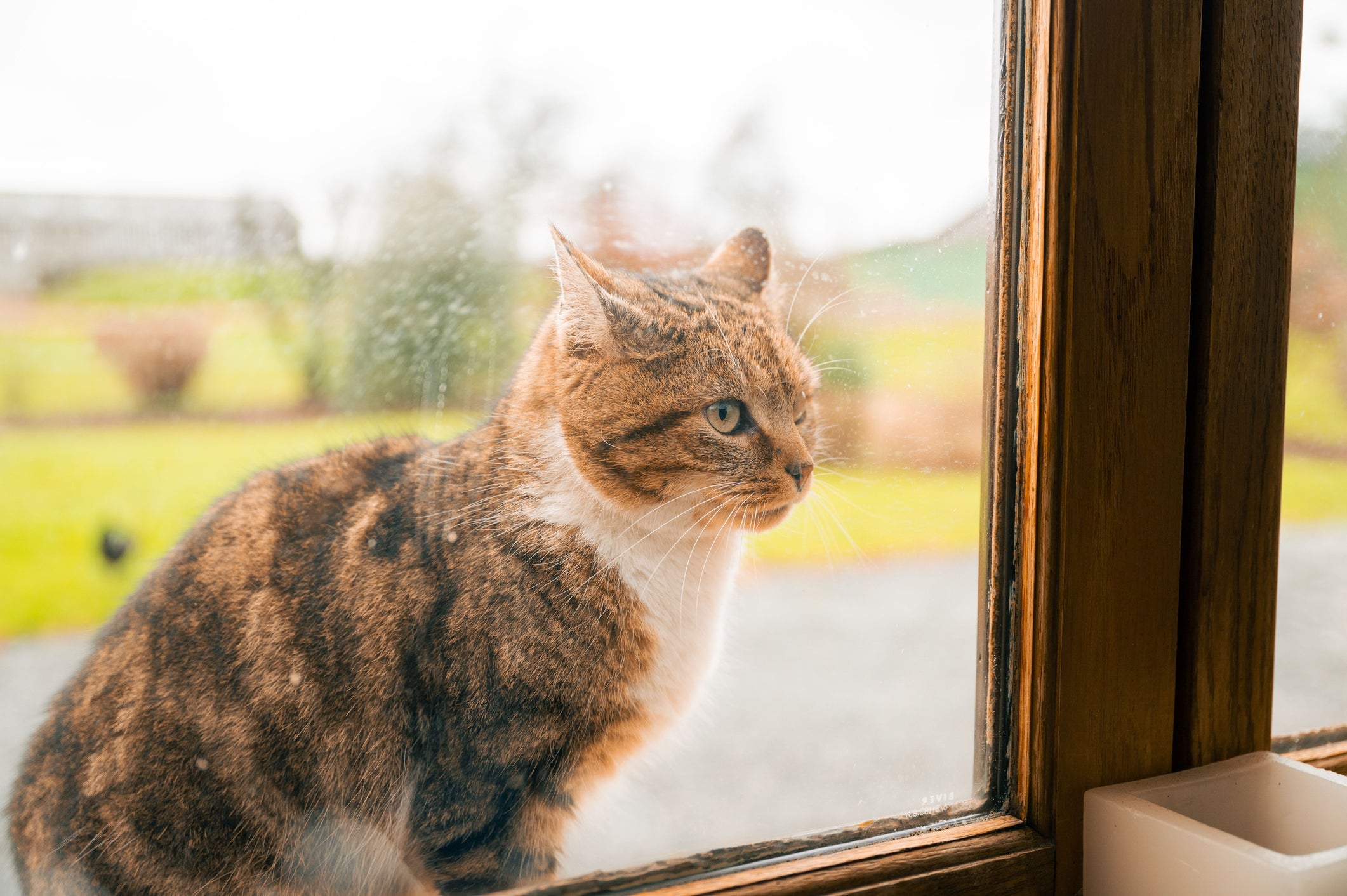 Os gatos podem prever situações surpreendentes aos olhos humanos