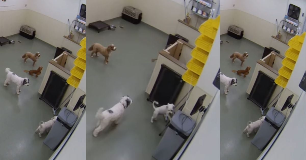 Para fugir da creche de cachorro, cãozinho teve um movimento audacioso (Créditos: Instagram/@pupspetclub)