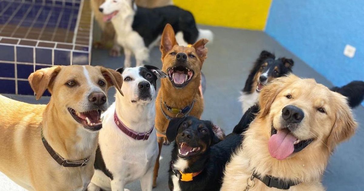 Uma creche legal de cachorro deve se preocupar com o bem-estar animal (Créditos: Instagram/@goodtimes.dog)