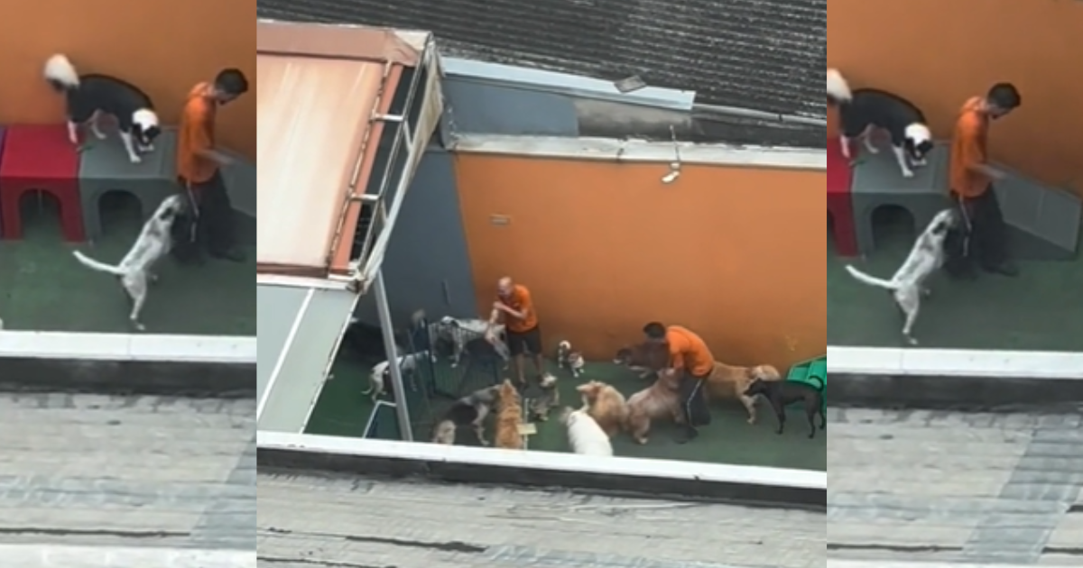 Vista de creche legal para cachorro vira xodó de hóspede em São Paulo (Créditos: TikTok/@heellencaroline)