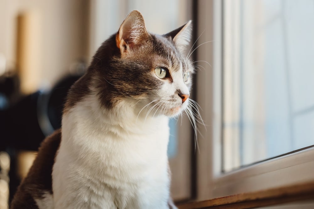Existe uma atitude simples que pode ajudar a aumentar a expectativa de vida dos gatos
