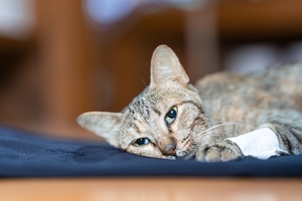 Venha conferir qual é a doença mais perigosa no universo felino!