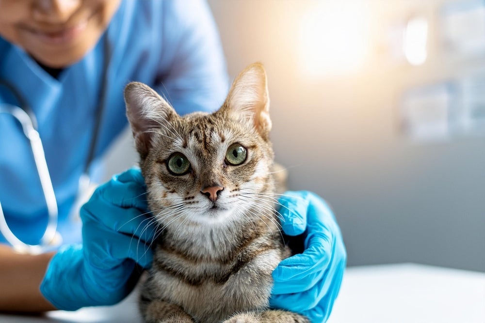 Algumas das doenças de gato mais graves podem até mesmo ser fatais