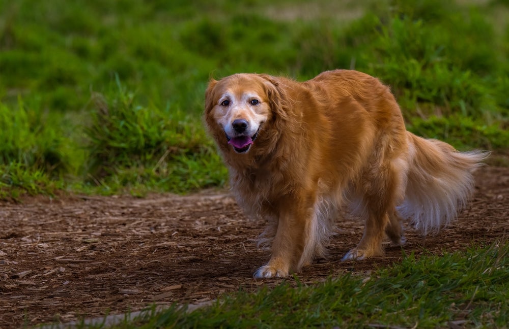 A expectativa de vida do cachorro vai depender dos cuidados que ele recebe ao longo da vida