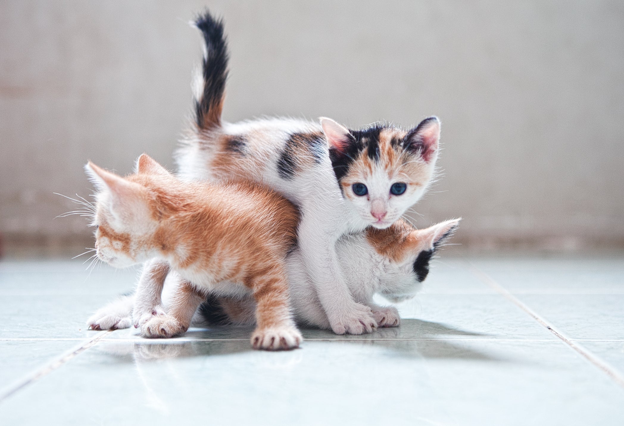 Entenda todo o ciclo de vida dos gatos (com infográfico)